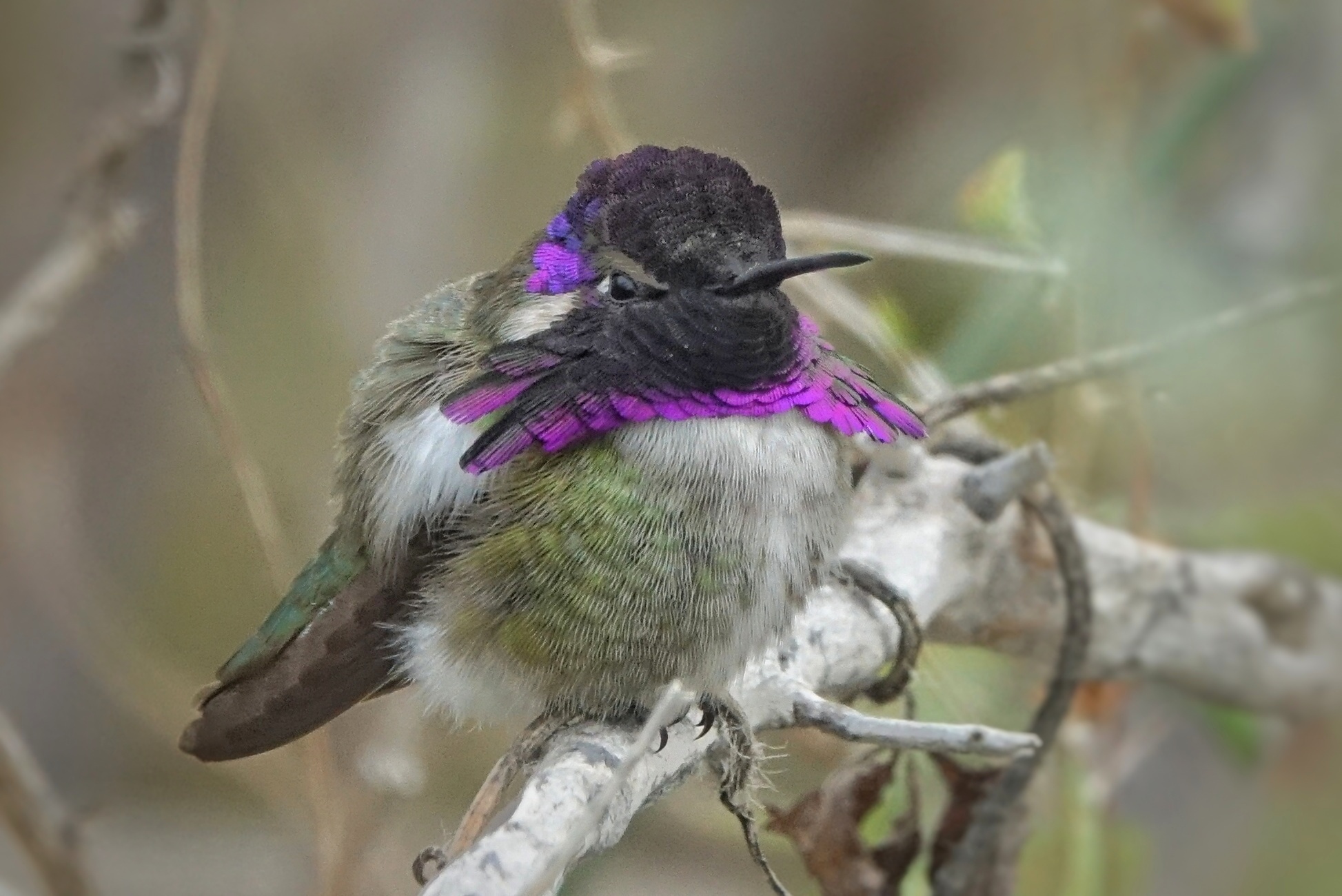 Colibri en Basse-Californie